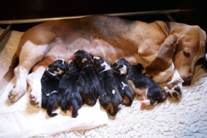 Doremi and her pups