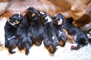 the pups are drinking well
